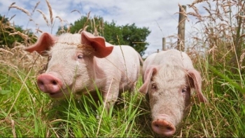 Giá heo hơi liên tục giảm, cao nhất 60.000 đồng/kg