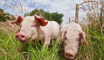 Giá heo hơi liên tục giảm, cao nhất 60.000 đồng/kg