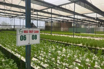 Xây dựng chuỗi giá trị nông sản sạch từ Gia Lai