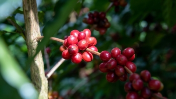 Giá cà phê hôm nay 19/9: Lao dốc chưa có điểm dừng, thị trường trong nước và thế giới đồng loạt giảm sâu