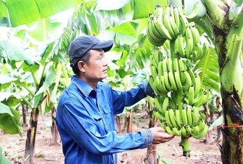 Từ ruộng lúa đến chuỗi nông sản: Hà Nội nâng tầm giá trị nông nghiệp