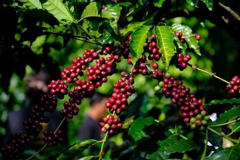 Giá cà phê hôm nay 20/9: Nội địa giảm nhẹ, Arabica quốc tế bật tăng mạnh