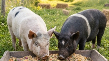 Giá heo hơi quay đầu giảm, rớt mốc 60.000 đồng/kg