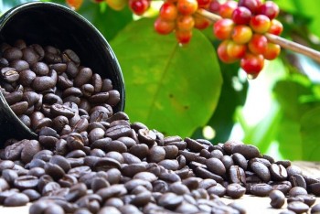 Giá cà phê, hồ tiêu hôm nay 21/9: Cà phê “hạ nhiệt”, hồ tiêu giữ đà ổn định