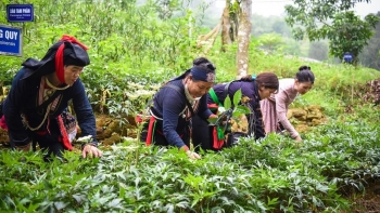 Dược liệu quý vùng dân tộc thiểu số: Tiềm năng và cơ hội kinh tế