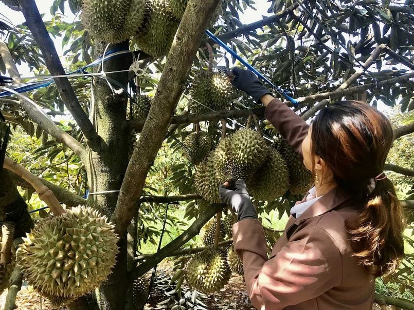 Sầu riêng Việt vượt khó, hướng tới kỷ lục xuất khẩu chưa từng có Sầu riêng Việt vượt khó, hướng tới kỷ lục xuất khẩu chưa từng có