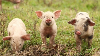 Giá heo hơi tiếp tục giảm, xuống thấp nhất 55.000 đồng/kg