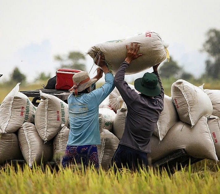 Việt Nam hiện là một trong những nước xuất khẩu gạo hàng đầu thế giới với hơn 8 triệu tấn trong năm 2024, kim ngạch gần 6 tỷ USD. Việt Nam hiện là một trong những nước xuất khẩu gạo hàng đầu thế giới với hơn 8 triệu tấn trong năm 2024, kim ngạch gần 6 tỷ USD.