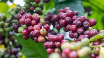 Giá cà phê hôm nay 23/9: Tăng nhẹ trong nước, thế giới diễn biến trái chiều