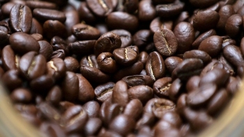 Giá cà phê hôm nay 25/9: Thị trường trong nước lao dốc, thế giới ngược dòng tăng mạnh