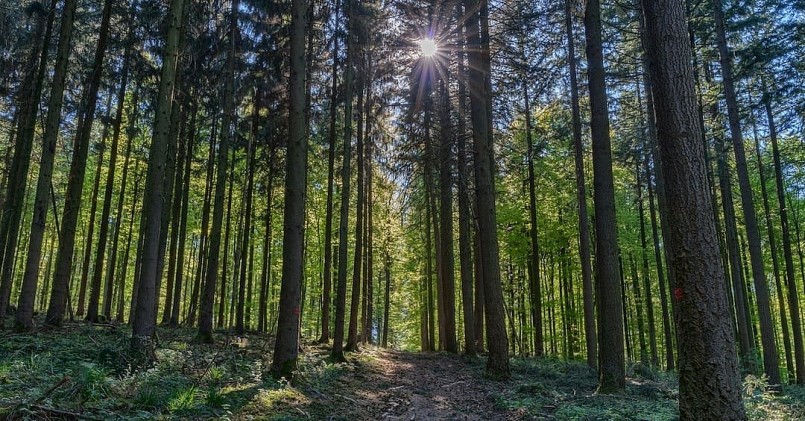 Đằng sau đề xuất trì hoãn Quy định chống phá rừng (EUDR) là những thách thức lớn cả về kỹ thuật và chính trị. Đằng sau đề xuất trì hoãn Quy định chống phá rừng (EUDR) là những thách thức lớn cả về kỹ thuật và chính trị.