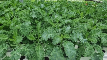 Thị trường thiếu rau sạch, nguyên nhân thật sự là gì?