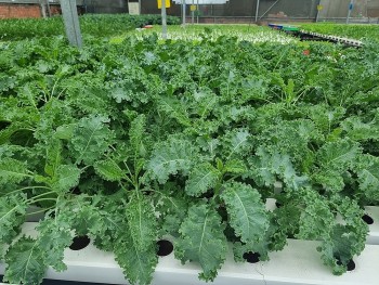 Thị trường thiếu rau sạch, nguyên nhân thật sự là gì?