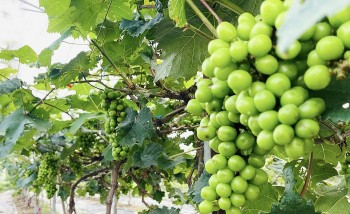 Bắc Ninh phát triển nông nghiệp hiện đại, bền vững