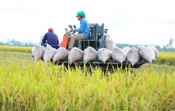 Việt Nam – Singapore tăng cường hợp tác thương mại gạo: Cơ hội mới cho doanh nghiệp xuất khẩu