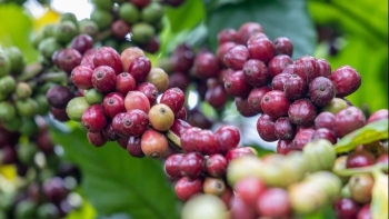 Giá cà phê hôm nay 30/9/2025: Trong nước tiếp đà tăng, vượt mốc 116.000 đồng/kg