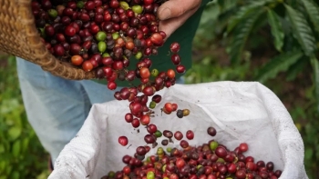 Giá cà phê hôm nay (1/10): Đồng loạt tăng trên cả thị trường trong nước và thế giới