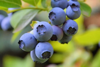 Quả việt quất tươi Ba Lan chính thức được xuất khẩu vào Việt Nam