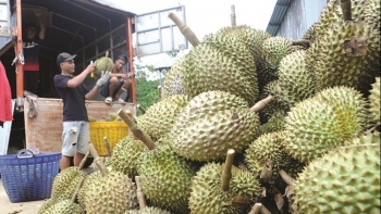 Nghịch lý sầu riêng: Giá tại vườn giảm nhưng kim ngạch xuất khẩu liên tục lập đỉnh