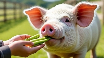 Giá heo hơi giảm tại một số tỉnh thuộc miền Trung và miền Nam