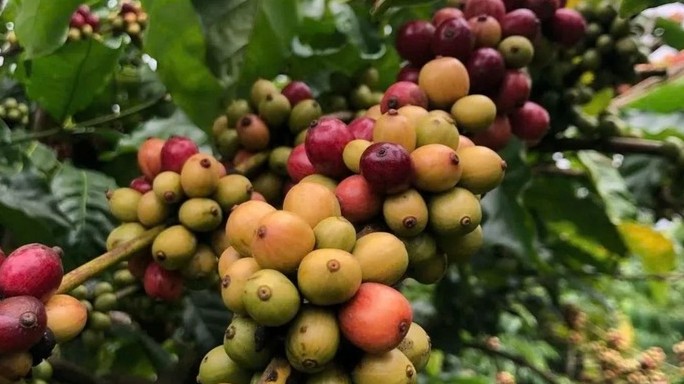 Giá cà phê hôm nay (2/10): Nguồn cung toàn cầu thắt chặt, giá trong nước tiến sát mốc 116.000 đồng/kg