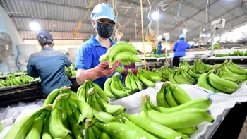 Việt Nam thu hơn 13 tỷ USD từ xuất khẩu cà phê và rau quả