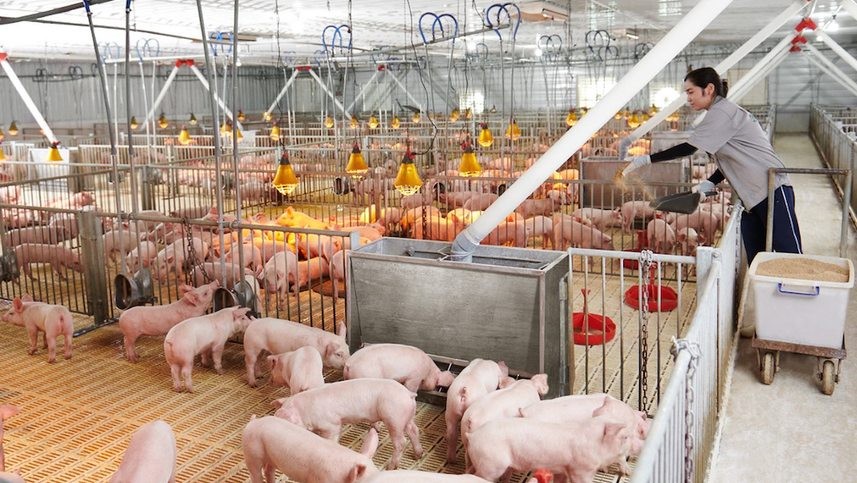 Thị phần của các doanh nghiệp chăn nuôi quy mô lớn, khép kín như Tập đoàn Dabaco đang gia tăng đáng kể trong thời gian qua. Thị phần của các doanh nghiệp chăn nuôi quy mô lớn, khép kín như Tập đoàn Dabaco đang gia tăng đáng kể trong thời gian qua.