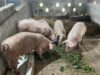 Giá heo hơi tiếp tục giảm nhẹ tại miền Trung và miền Nam