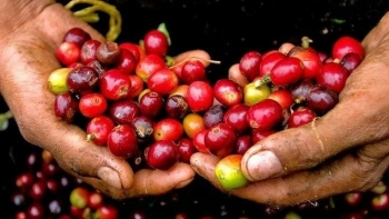 Giá cà phê trong nước tăng vọt tiến sát mốc 118.000 đồng/kg