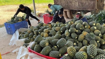 Nhờ sầu riêng phục hồi mạnh, ngành rau quả thu về 6,22 tỷ USD sau 9 tháng