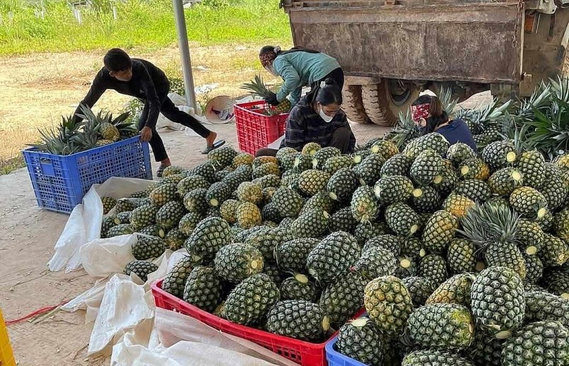 Xuất khẩu dứa tươi và sản phẩm dứa chế biến đều tăng mạnh. Xuất khẩu dứa tươi và sản phẩm dứa chế biến đều tăng mạnh.