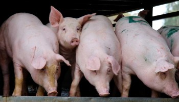 Thị trường thịt biến động: Vì sao giá heo giảm, nhập khẩu lại tăng?