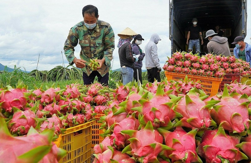 Thanh long Bình Thuận trên hành trình chinh phục toàn cầu Thanh long Bình Thuận trên hành trình chinh phục toàn cầu