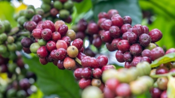 Giá cà phê hôm nay 6/10: Kỳ vọng đợt tăng mới từ tuần đầu tháng 10