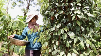 Từ FTA đến thương hiệu xanh: Nông sản Việt khẳng định vị thế mới