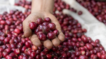 Giá cà phê hôm nay 7/10: Thị trường trầm lắng, trong nước giữ giá cao