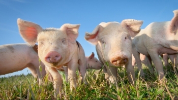 Giá heo hơi giảm tại cả ba miền, thị trường chạm đáy 50.000 đồng/kg
