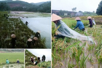 Vượt qua thiên tai, nông nghiệp vẫn giữ nhịp sản xuất ổn định