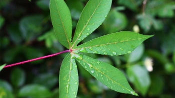 Lá cây Việt – “vàng xanh” từ nông sản phụ