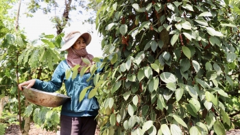 Xuất khẩu nông sản: Thương hiệu Việt tự tin tiến tới kỷ lục mới