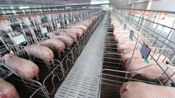 Giảm giá thành, tăng liên kết chuỗi: Hướng đi bền vững cho ngành chăn nuôi Việt Nam