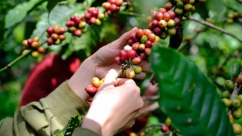 Giá cà phê hôm nay 8/10: Đồng loạt lao dốc, thị trường chịu áp lực từ nhiều phía