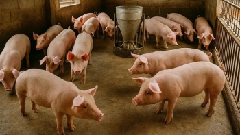 Giá heo hơi giảm nhẹ tại miền Trung và miền Nam