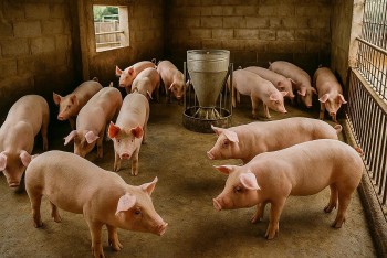 Giá heo hơi giảm nhẹ tại miền Trung và miền Nam