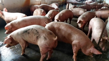 Giá heo hơi lao dốc, thị trường xuất hiện chênh lệch lớn