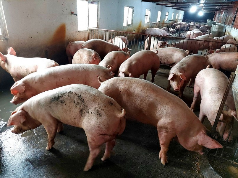 Giá heo hơi hôm nay giảm nhẹ tại một vài tỉnh, thành phố miền Bắc và miền Nam. Trong khi đó, heo hơi tại miền Trung – Tây Nguyên tạm chững giá. Giá heo hơi hôm nay giảm nhẹ tại một vài tỉnh, thành phố miền Bắc và miền Nam. Trong khi đó, heo hơi tại miền Trung – Tây Nguyên tạm chững giá.