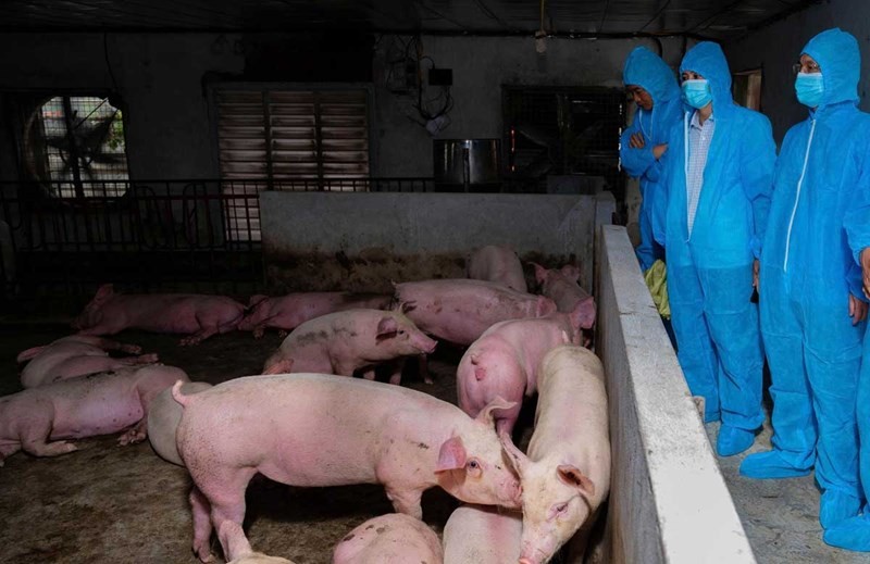 Từ đầu tháng 7, diễn biến dịch tả lợn châu Phi trên cả nước khá phức tạp. Ảnh: Diệu Anh Từ đầu tháng 7, diễn biến dịch tả lợn châu Phi trên cả nước khá phức tạp. Ảnh: Diệu Anh