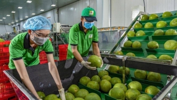 Bưởi Việt lần đầu lên kệ siêu thị tại Australia