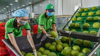 Bưởi Việt lần đầu lên kệ siêu thị tại Australia