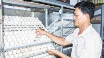 Lão nông thu hơn 200 triệu đồng mỗi năm nhờ nuôi gà Ai Cập theo hướng an toàn sinh học